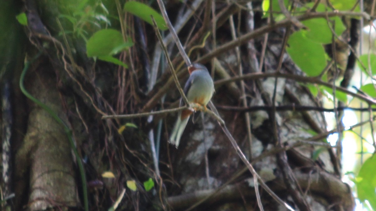 Rufous-throated Solitaire - ML176455661