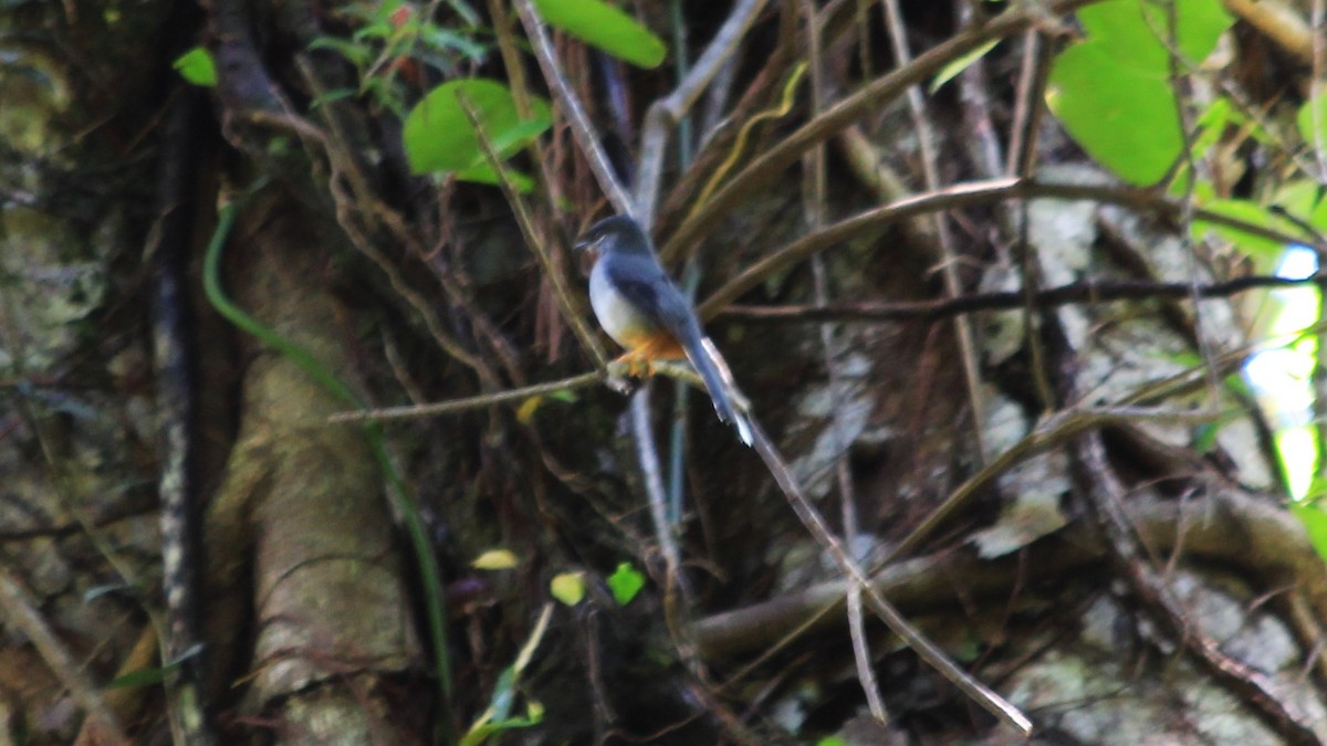 Rufous-throated Solitaire - ML176455681
