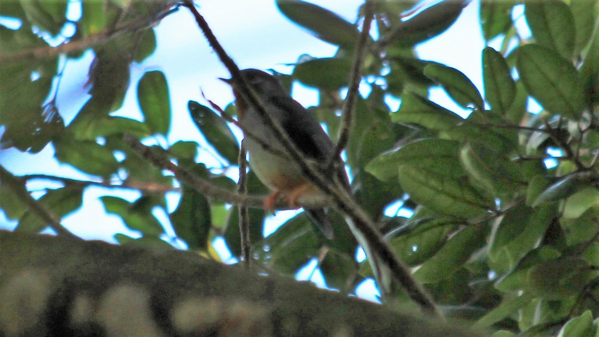 Rufous-throated Solitaire - ML176455691