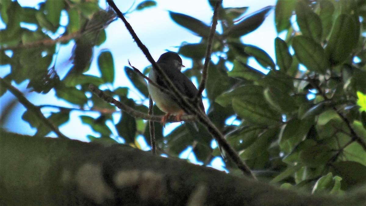 Rufous-throated Solitaire - ML176455701