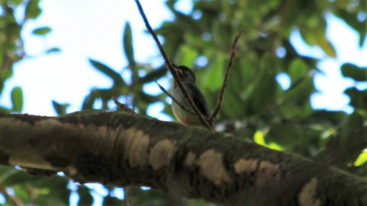 Rufous-throated Solitaire - ML176455711