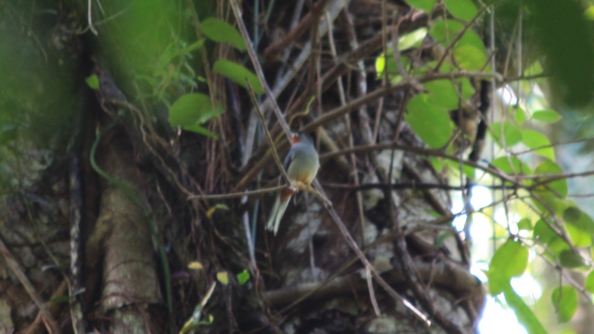 Rufous-throated Solitaire - ML176455721