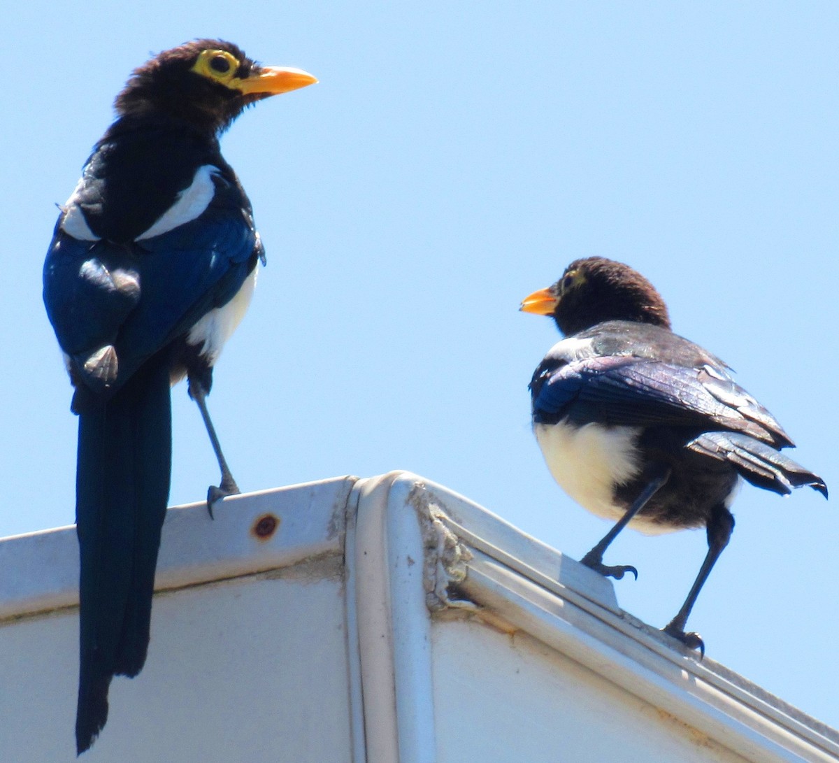 Yellow-billed Magpie - ML176455851