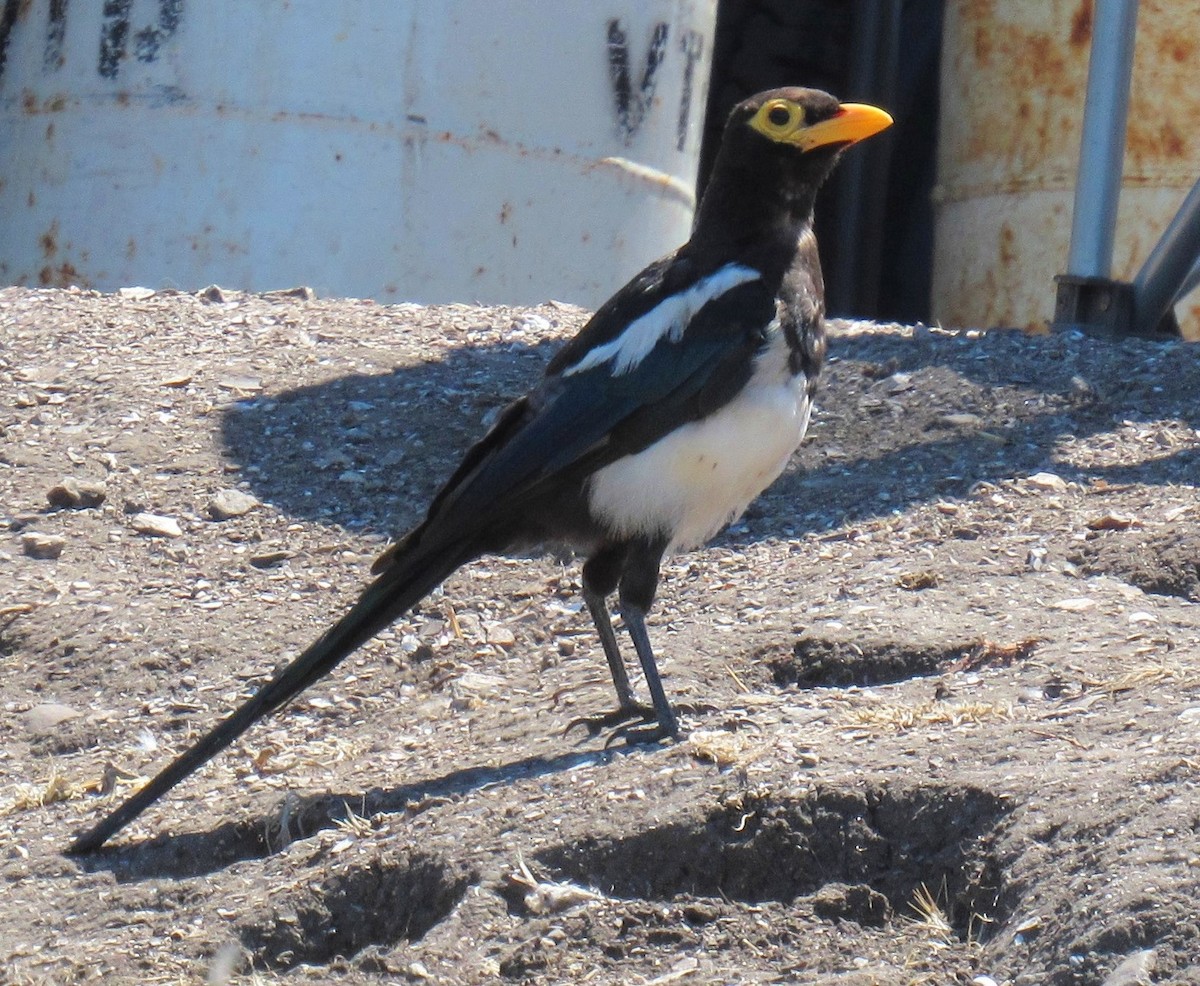 Yellow-billed Magpie - ML176455871