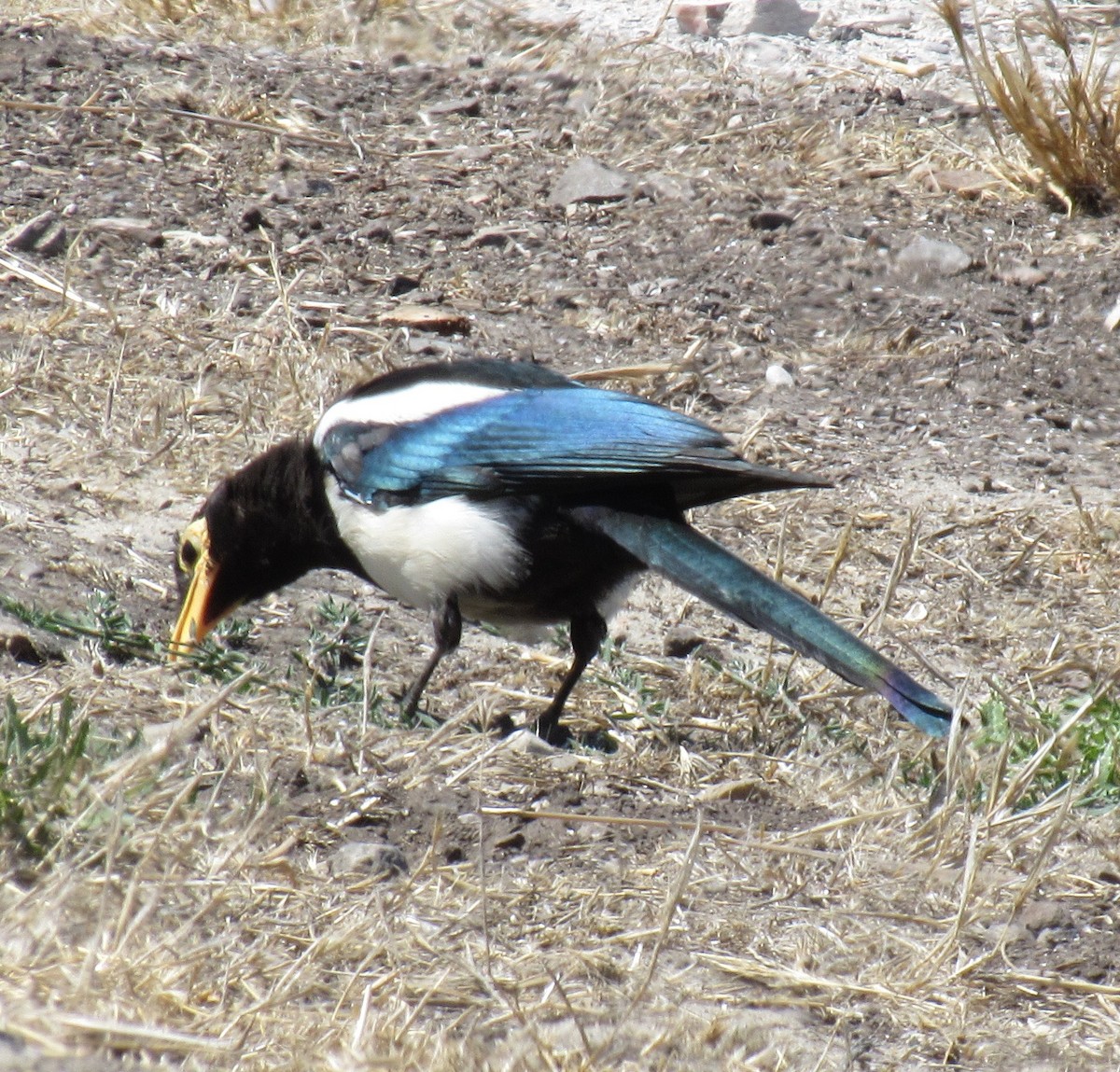 Yellow-billed Magpie - Brian Hinds