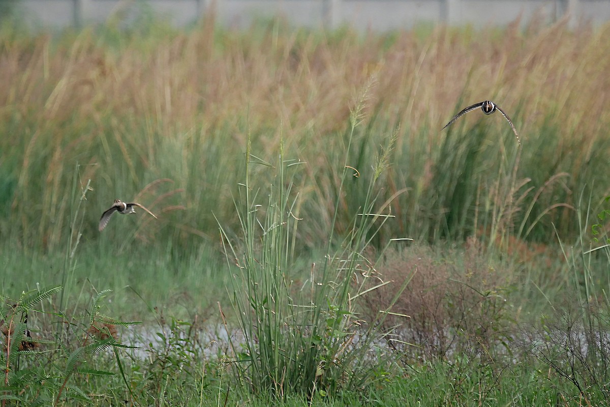 Greater Painted-Snipe - ML176455951