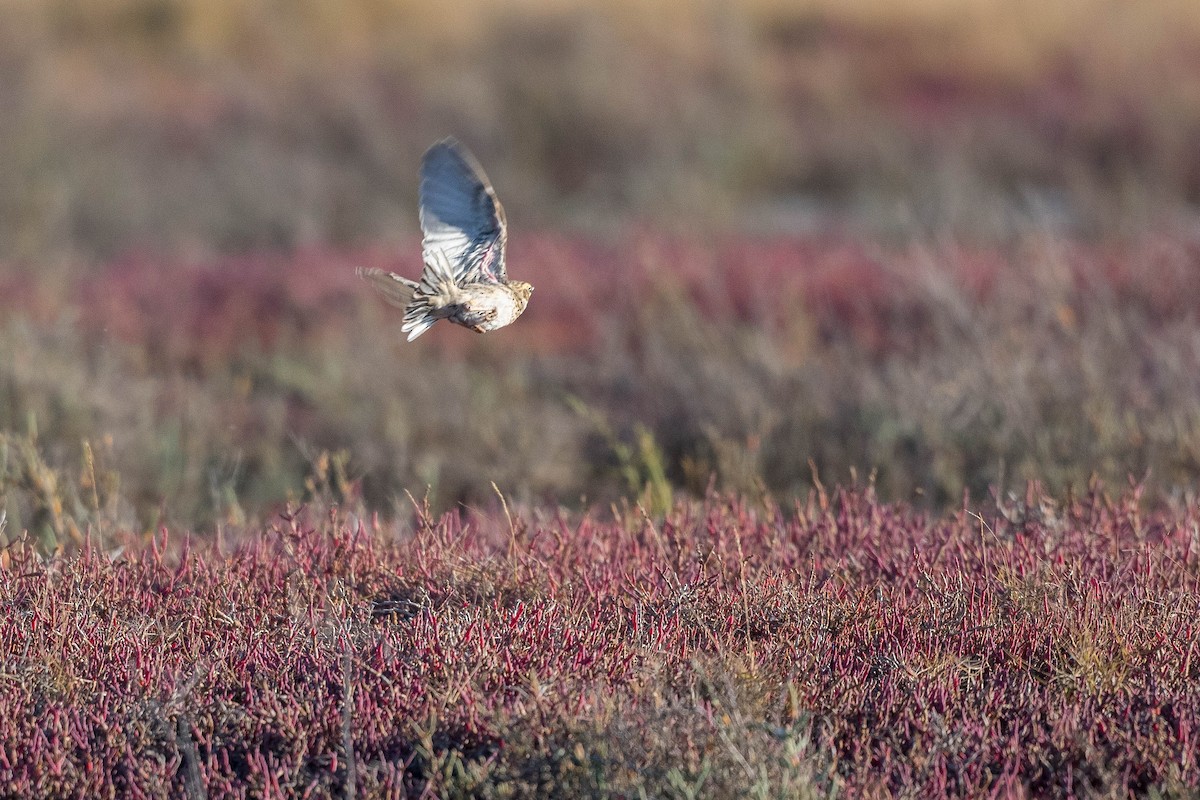 Brown Songlark - ML176456461