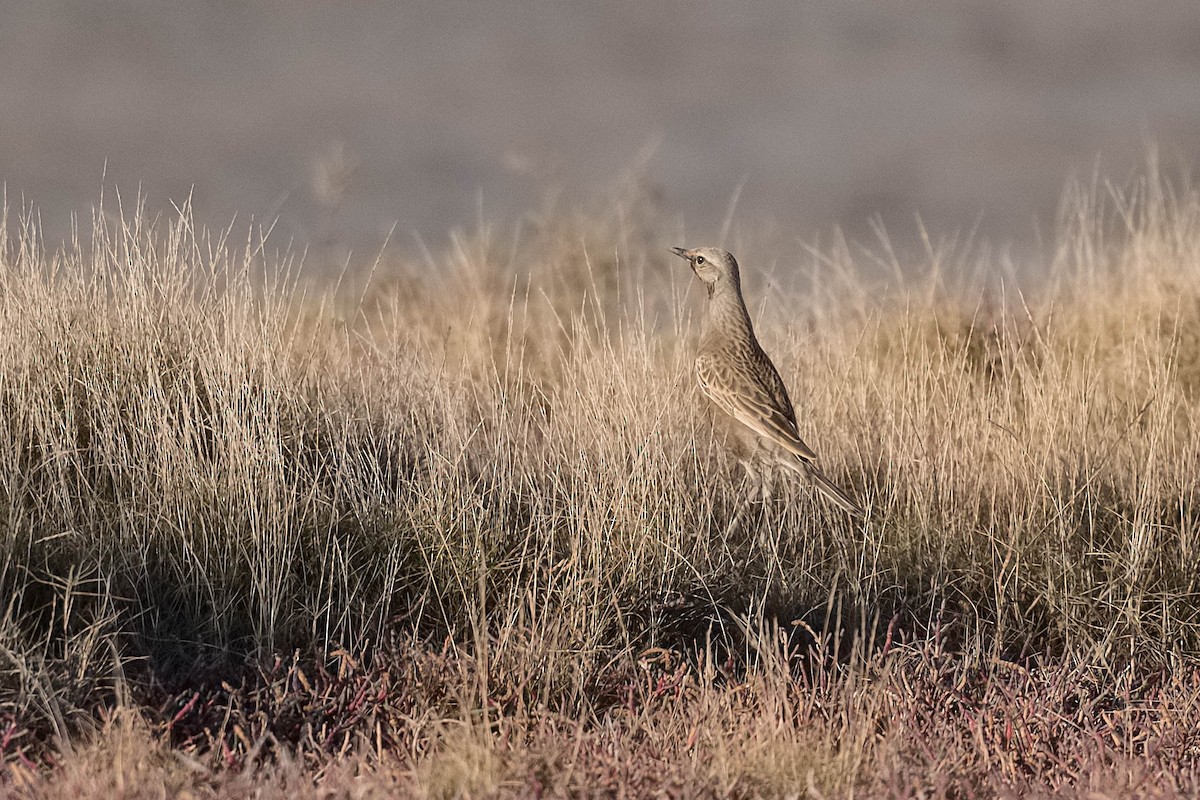 Brown Songlark - ML176456471