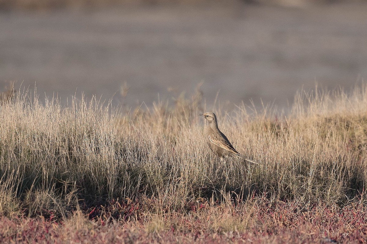 Brown Songlark - ML176456491