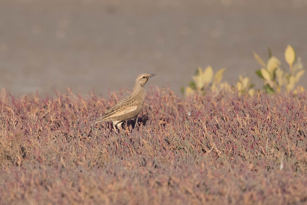 Brown Songlark - Terence Alexander