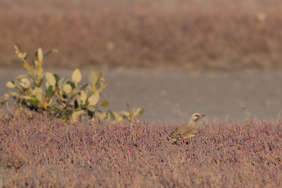 Brown Songlark - ML176456511