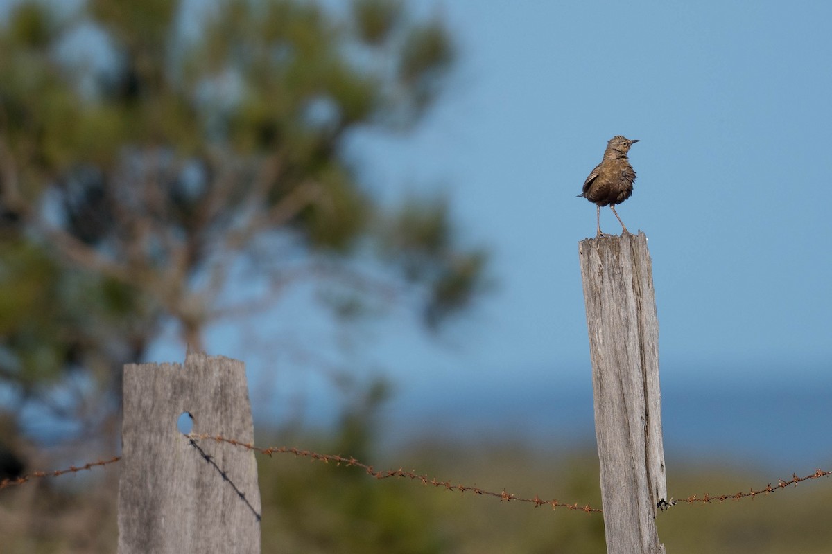 Brown Songlark - Terence Alexander