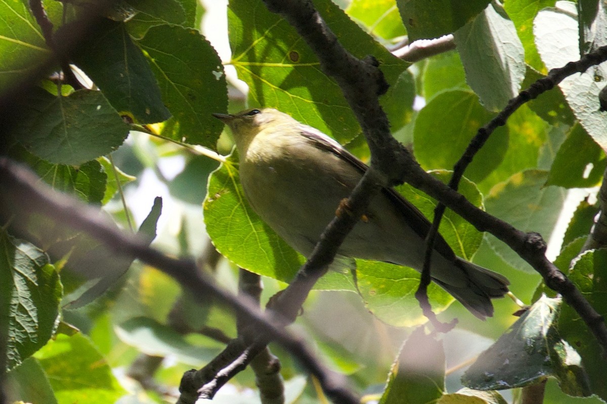 Blackpoll Warbler - ML176456641