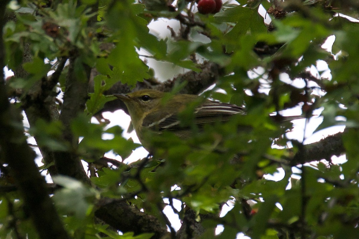 Blackpoll Warbler - ML176456661