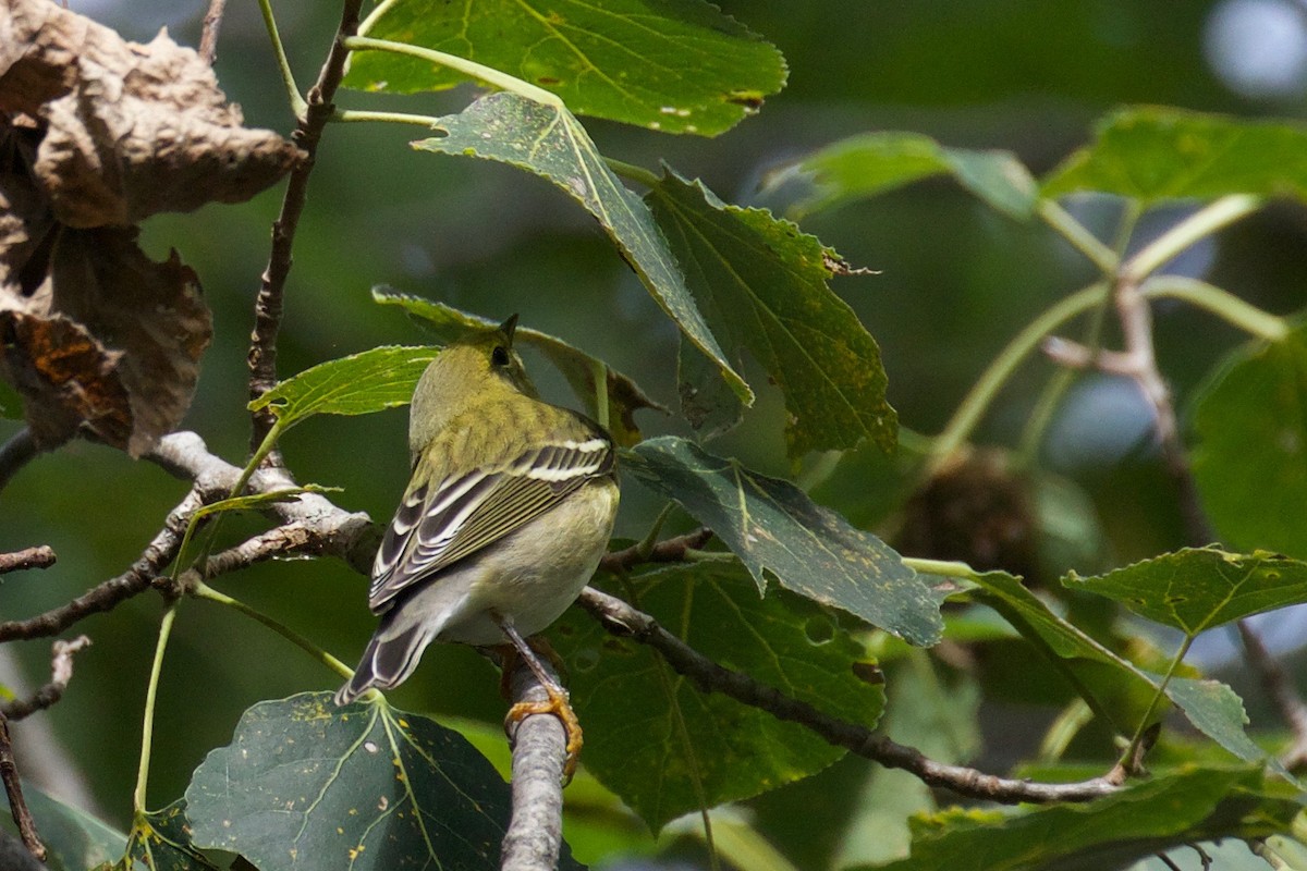 Blackpoll Warbler - ML176456681