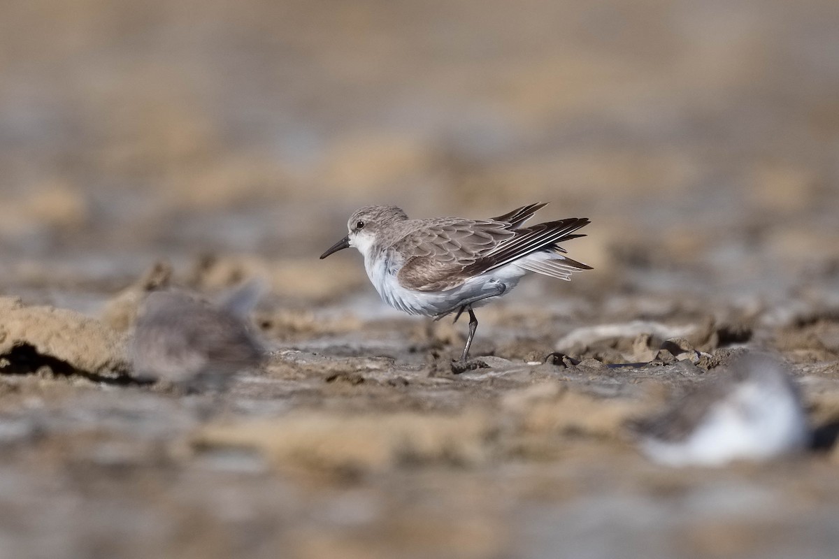 Red-necked Stint - Terence Alexander