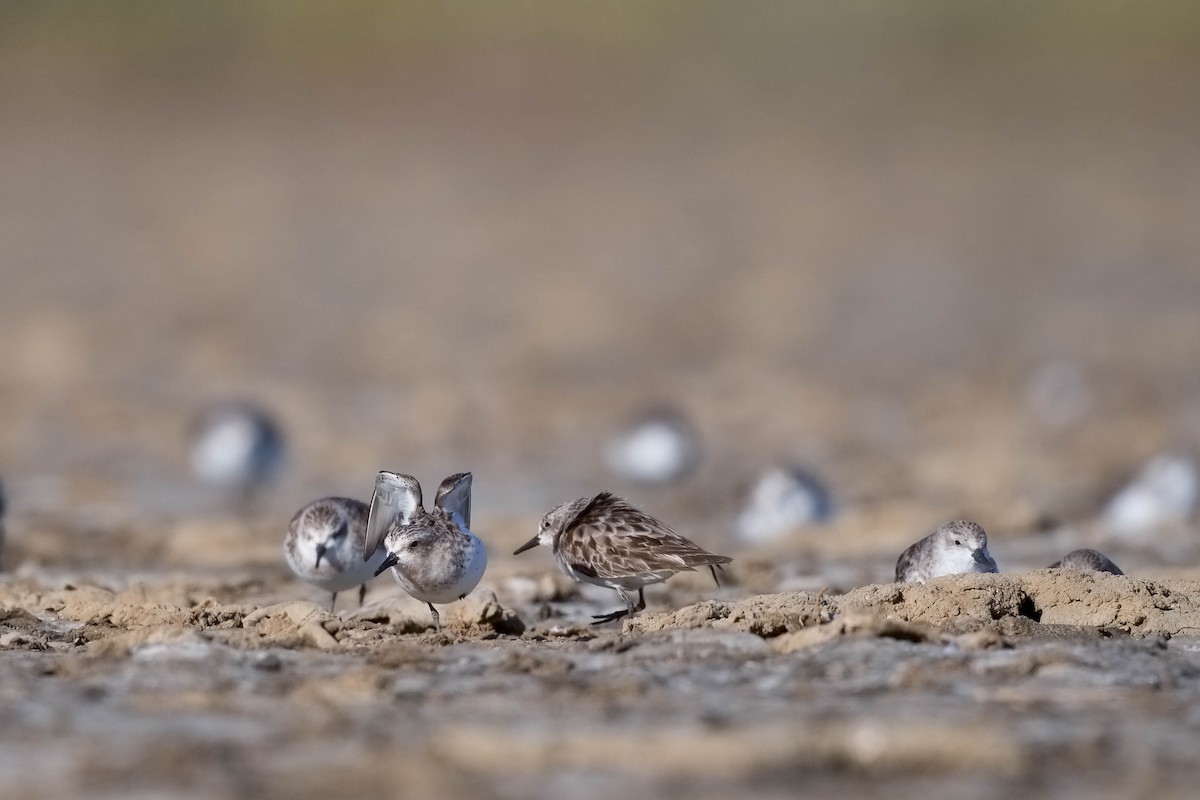 rødstrupesnipe - ML176456741