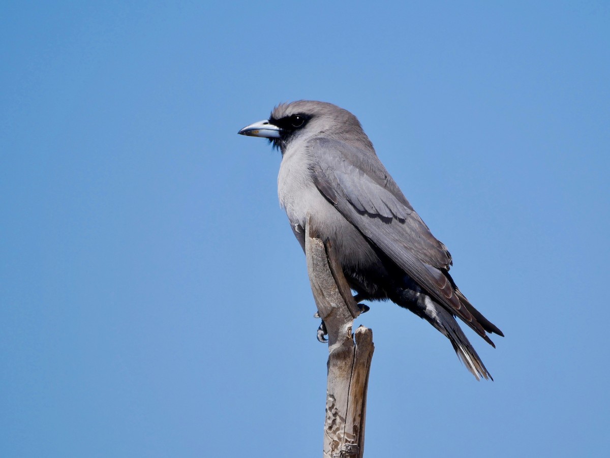 Black-faced Woodswallow - ML176457091