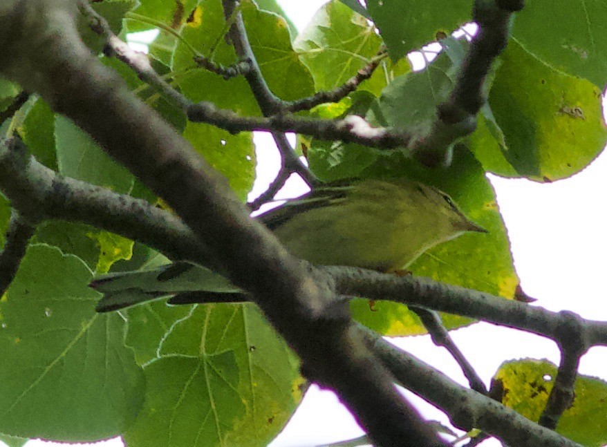 Blackpoll Warbler - ML176458281
