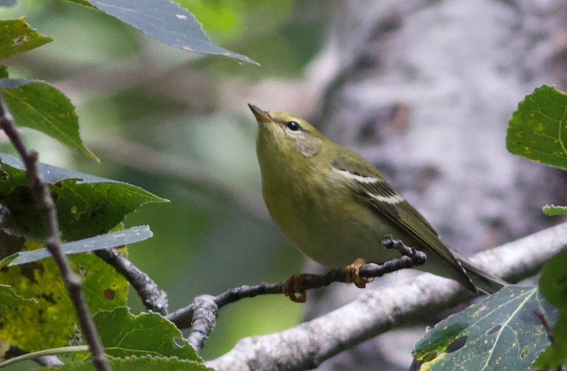 Blackpoll Warbler - ML176458351