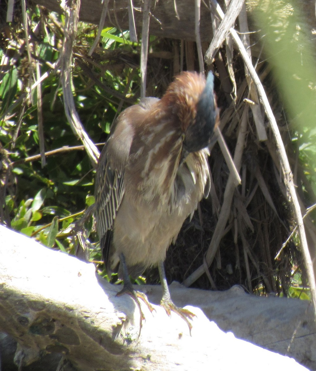Green Heron - ML176458381