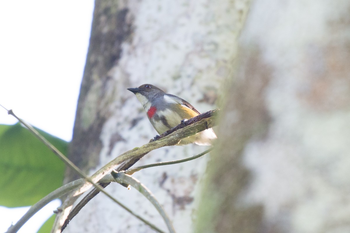 Red-banded Flowerpecker - ML176460331