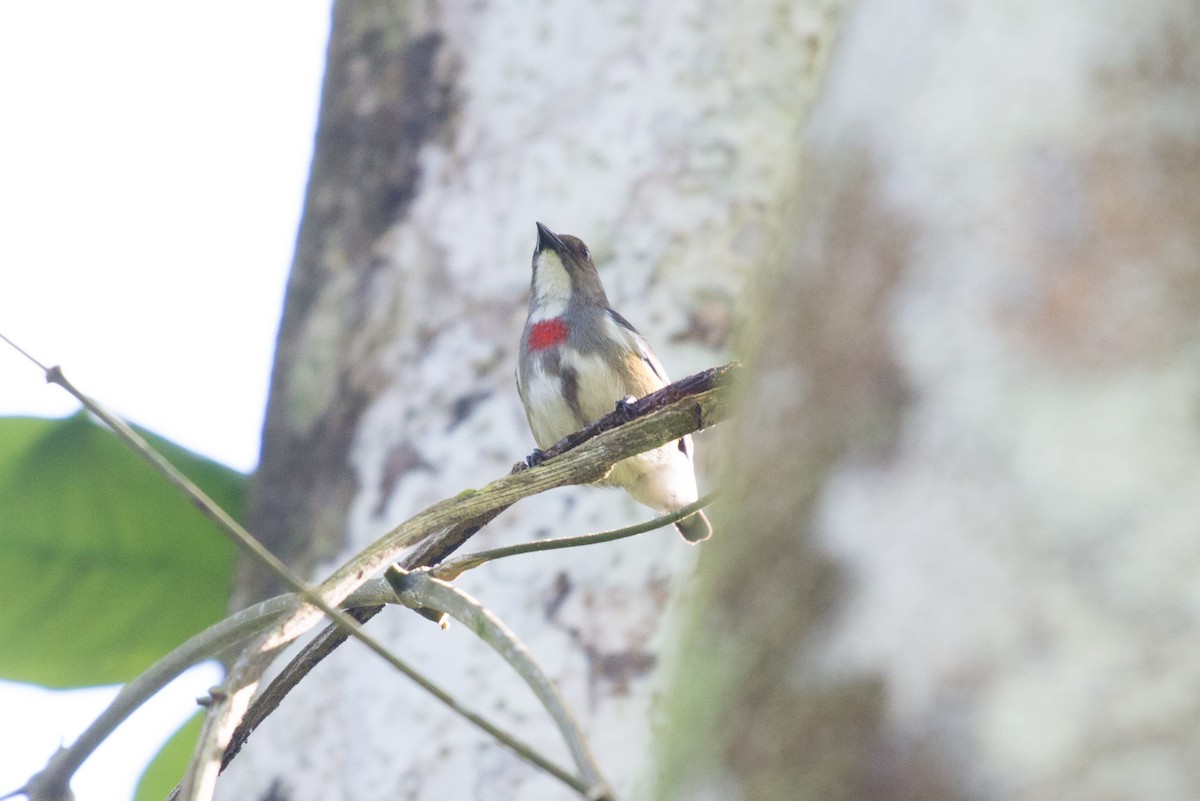 Red-banded Flowerpecker - ML176460341