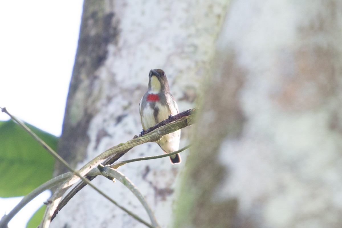 Red-banded Flowerpecker - ML176460351