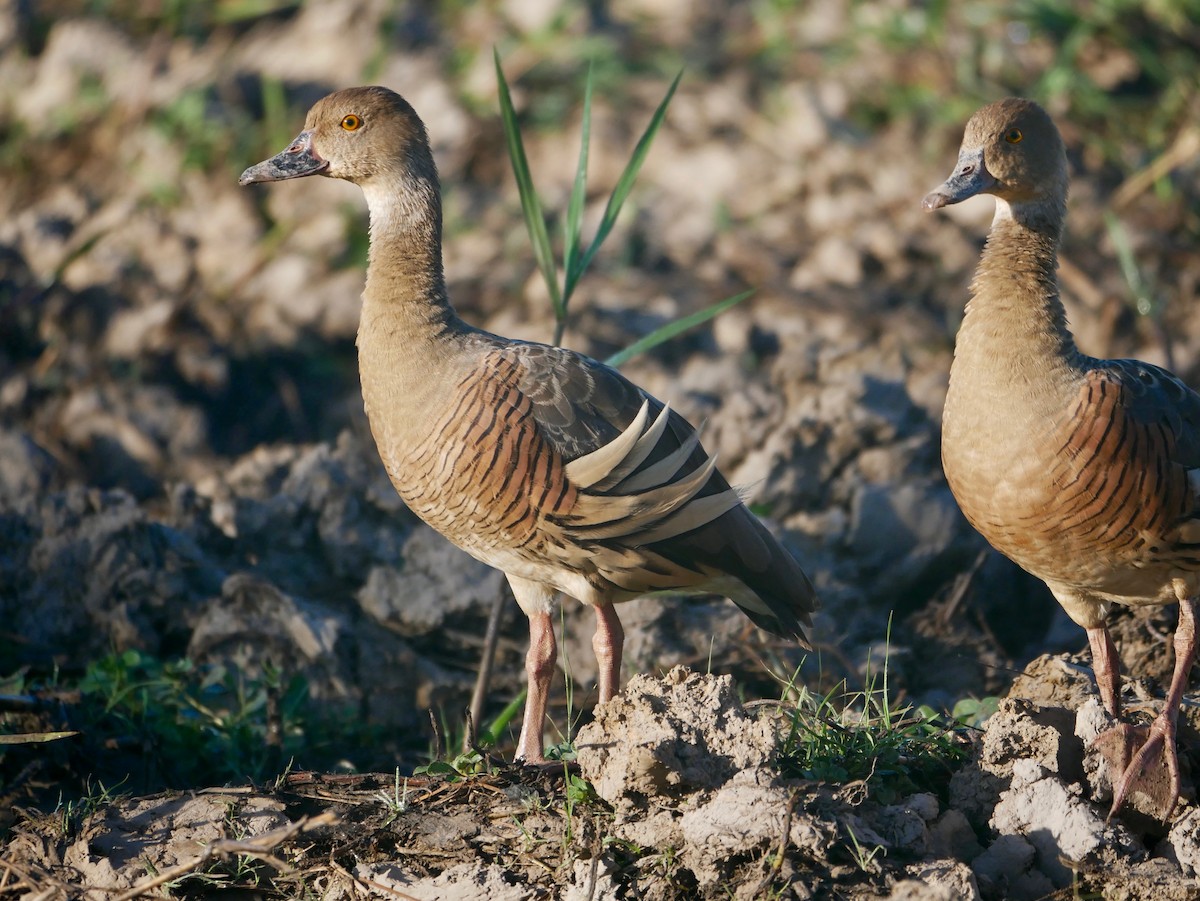 Plumed Whistling-Duck - Keith Morris