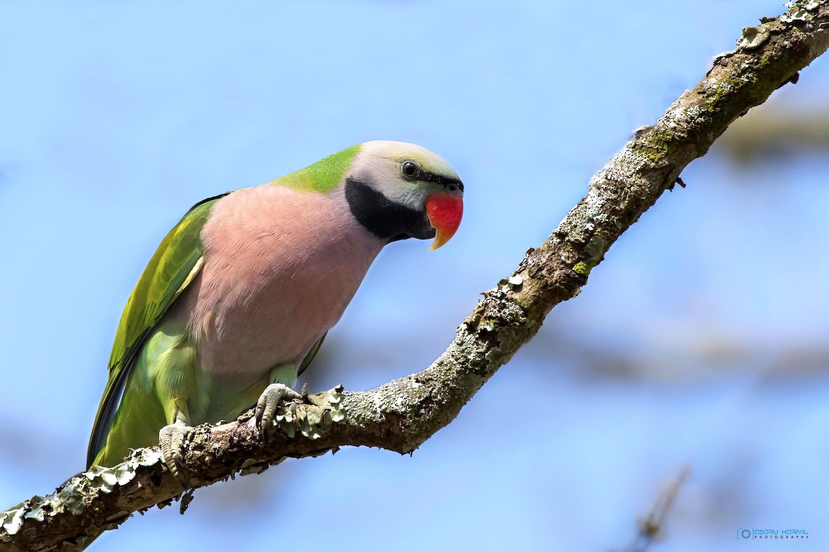 Папужець рожевоволий - ML176461651