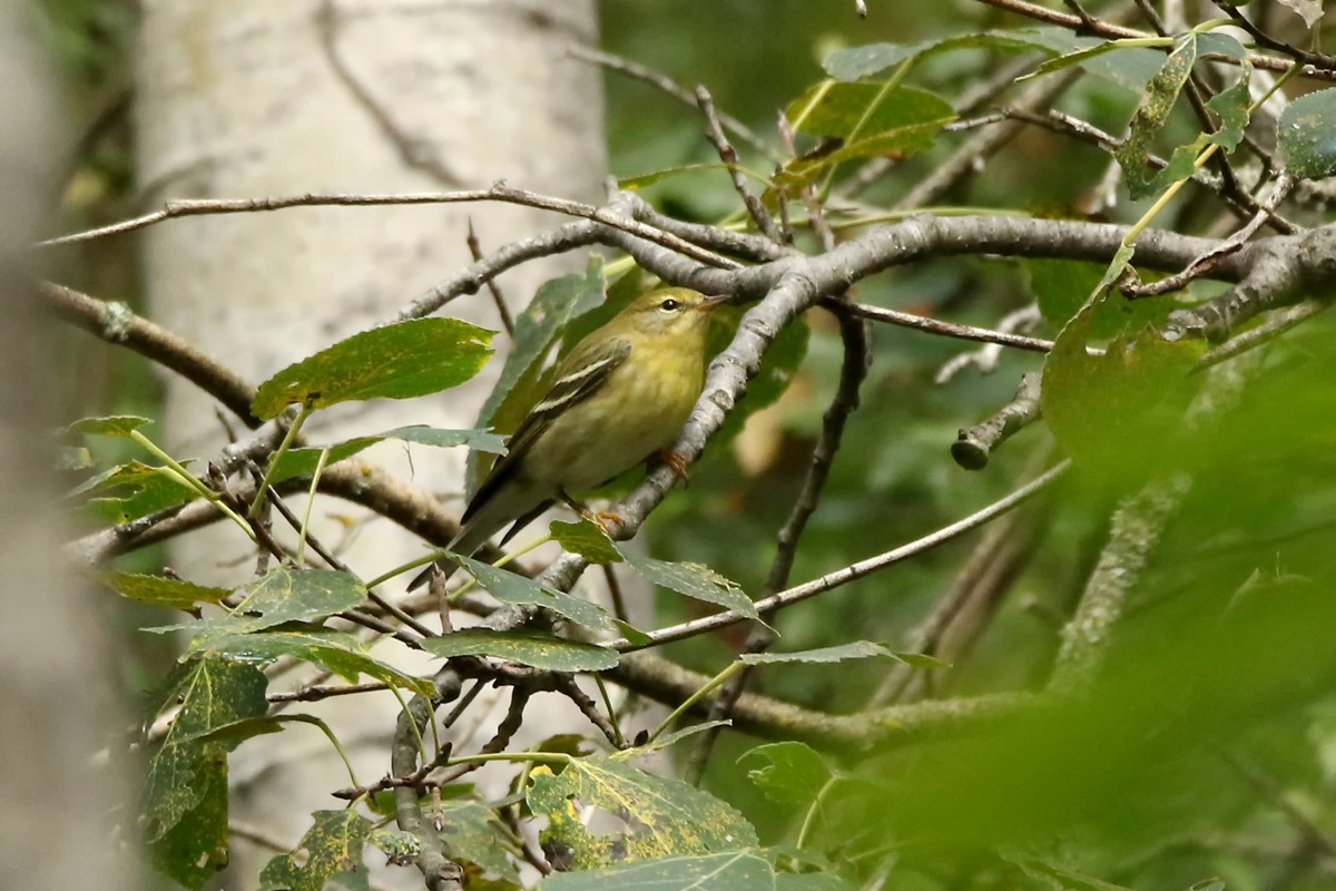 Blackpoll Warbler - ML176461691