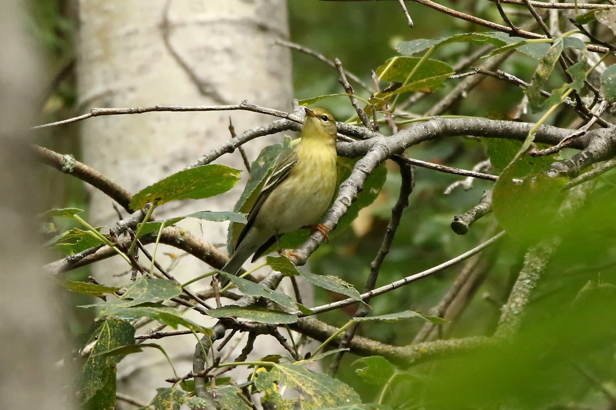 Blackpoll Warbler - ML176461951