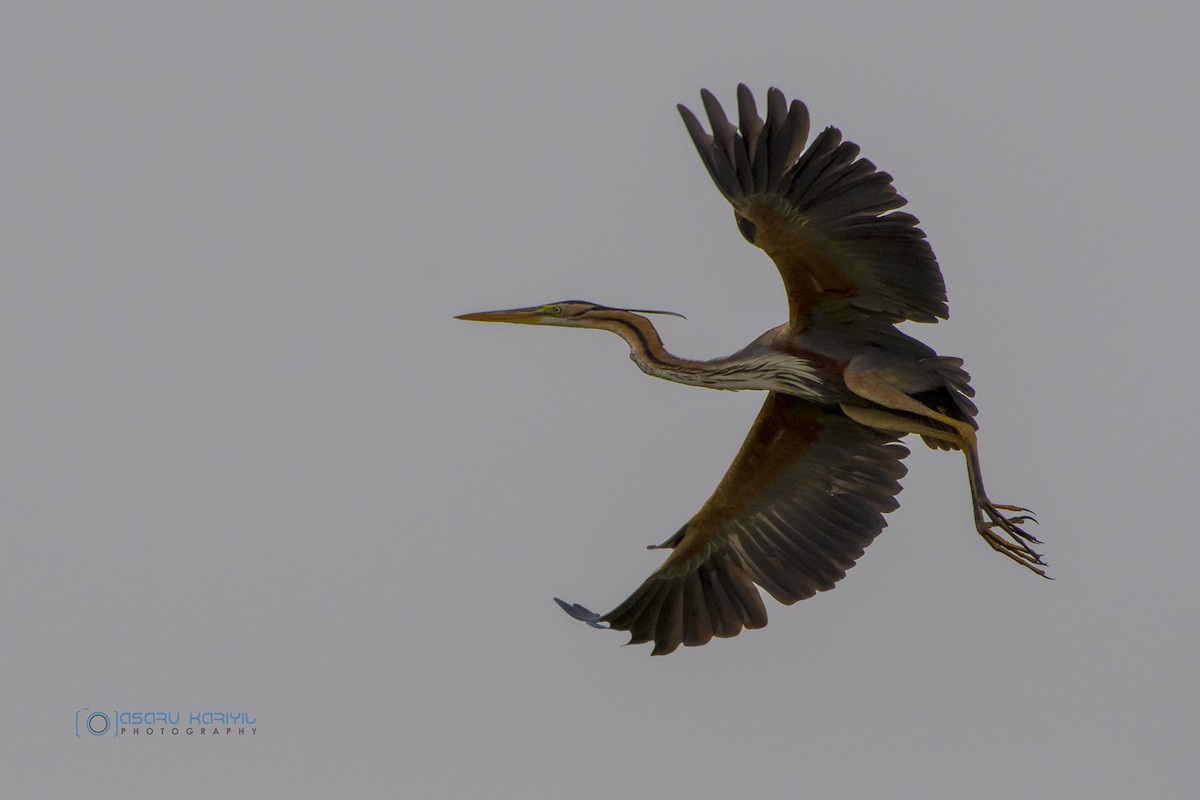 Purple Heron - ML176462111