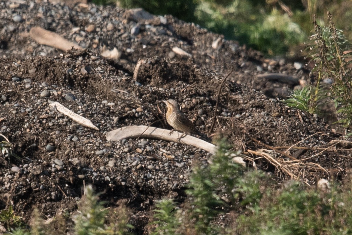 Eurasian Wryneck - Aaron Lang