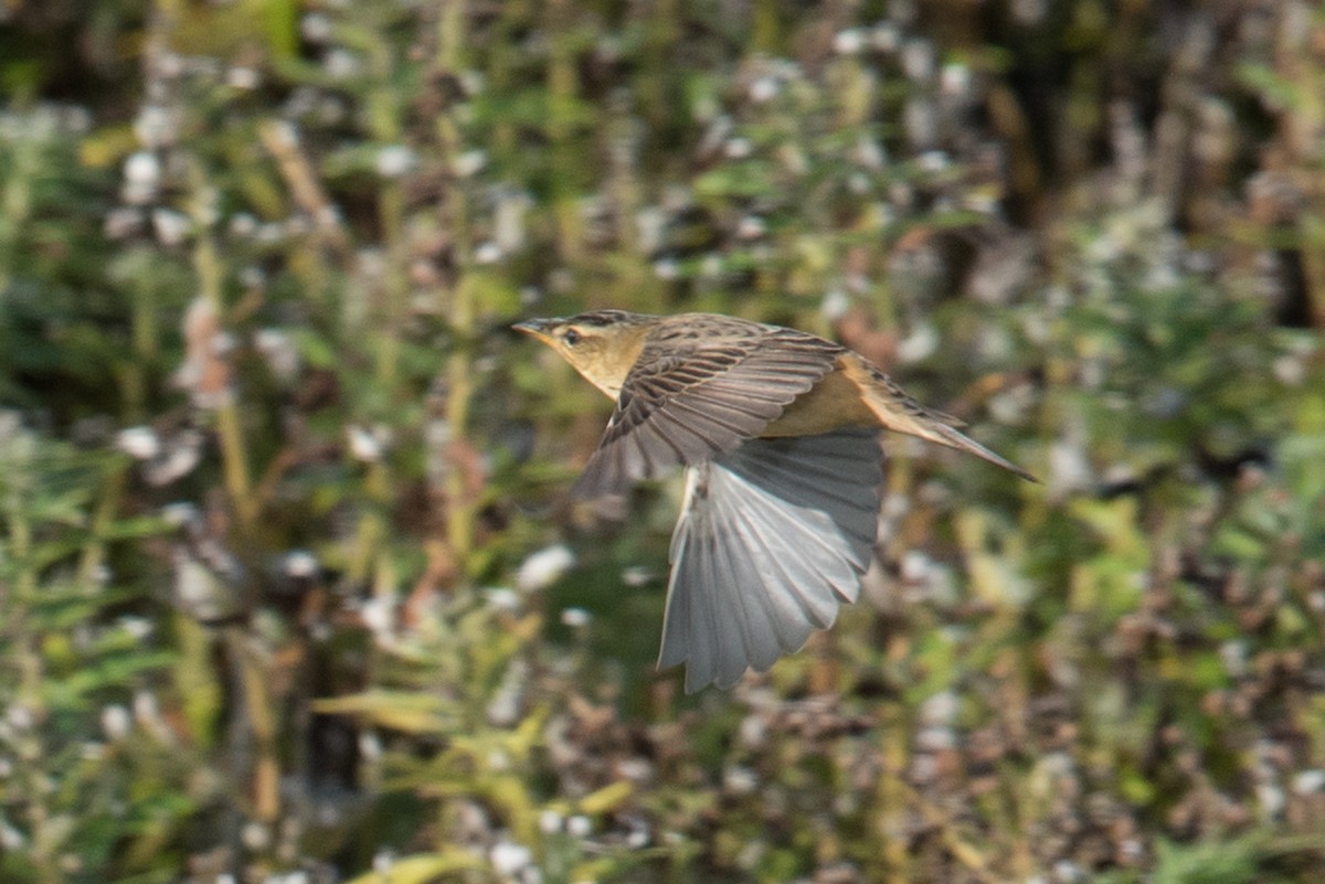 Pallas's Grasshopper Warbler - ML176463571