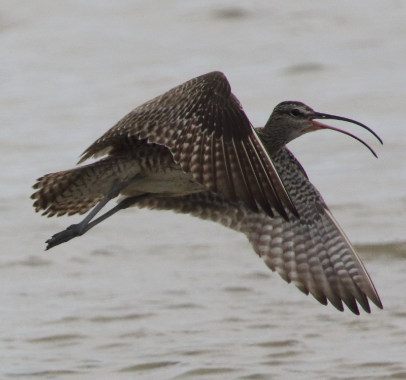 Whimbrel - ML176463791