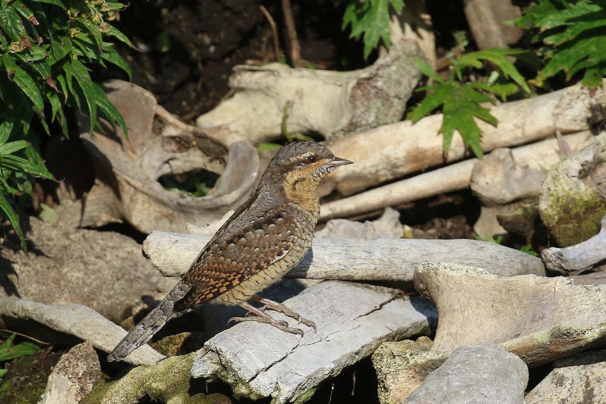 Eurasian Wryneck - ML176463901