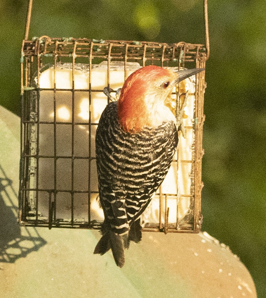Red-bellied Woodpecker - ML176464571