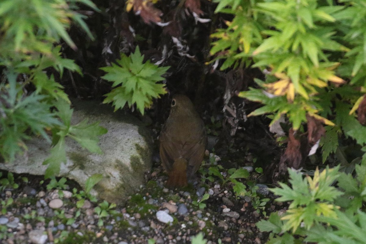 Rufous-tailed Robin - ML176465271