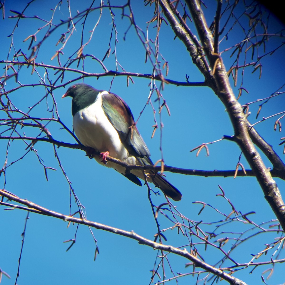 New Zealand Pigeon - ML176465351