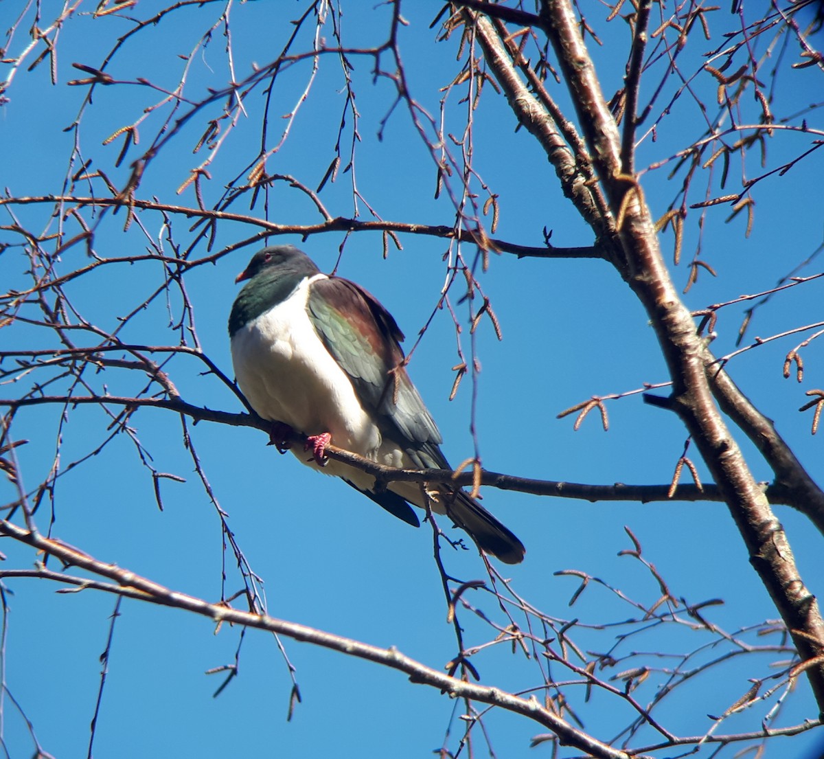 New Zealand Pigeon - ML176465521