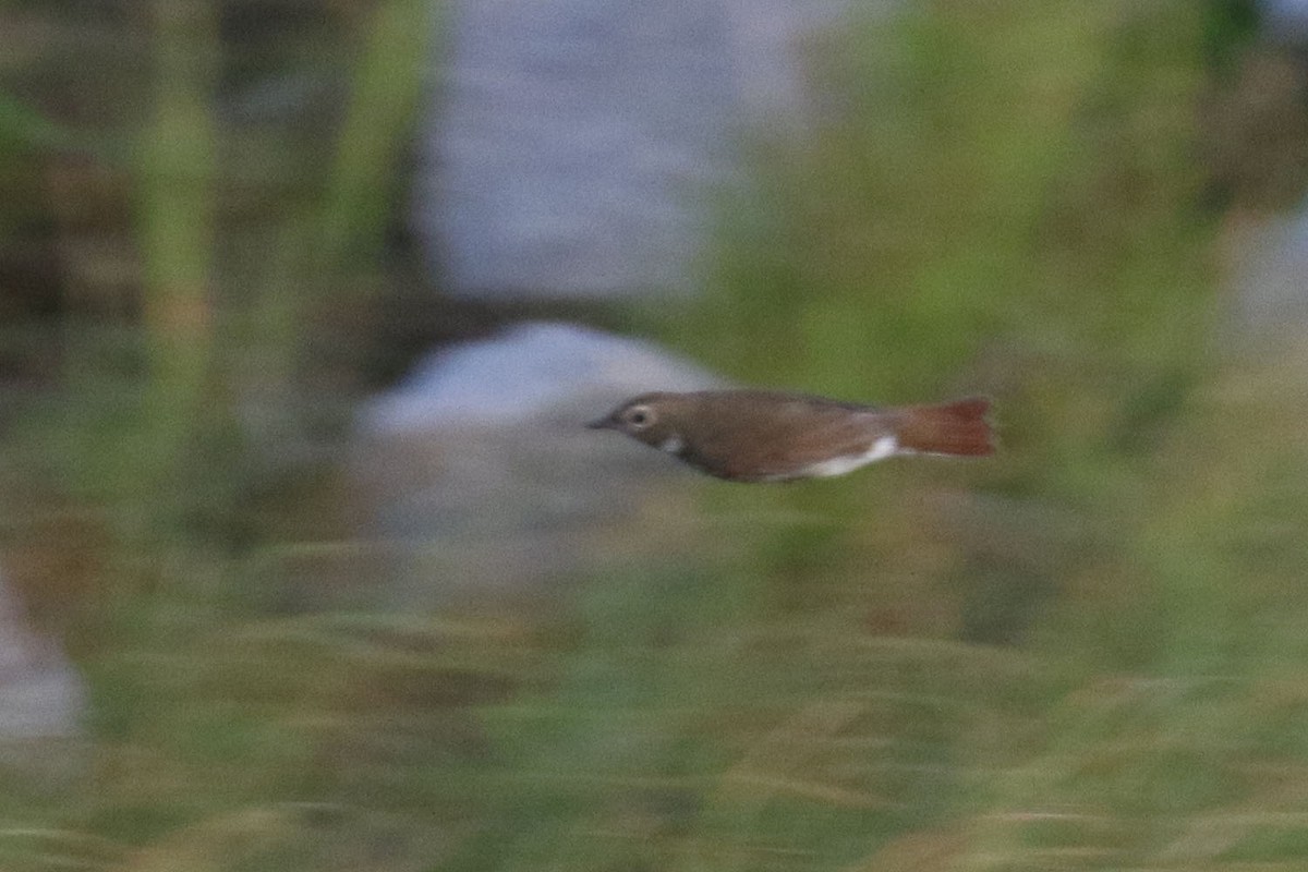 Rufous-tailed Robin - ML176465561