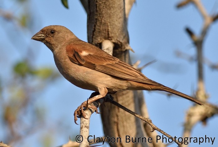 Southern Gray-headed Sparrow - ML176467741