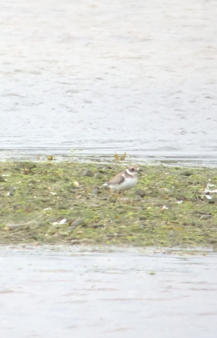 Common Ringed Plover - ML176468481