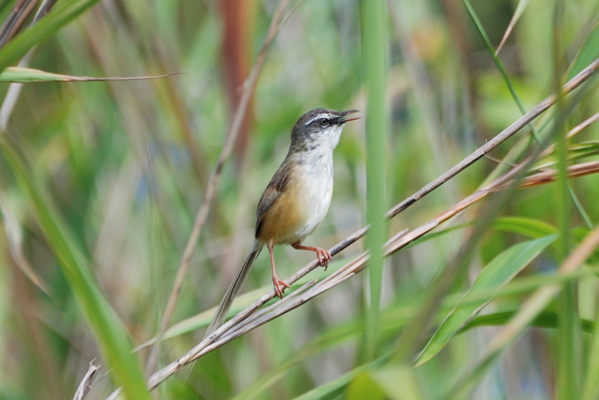 Hill Prinia - ML176468591