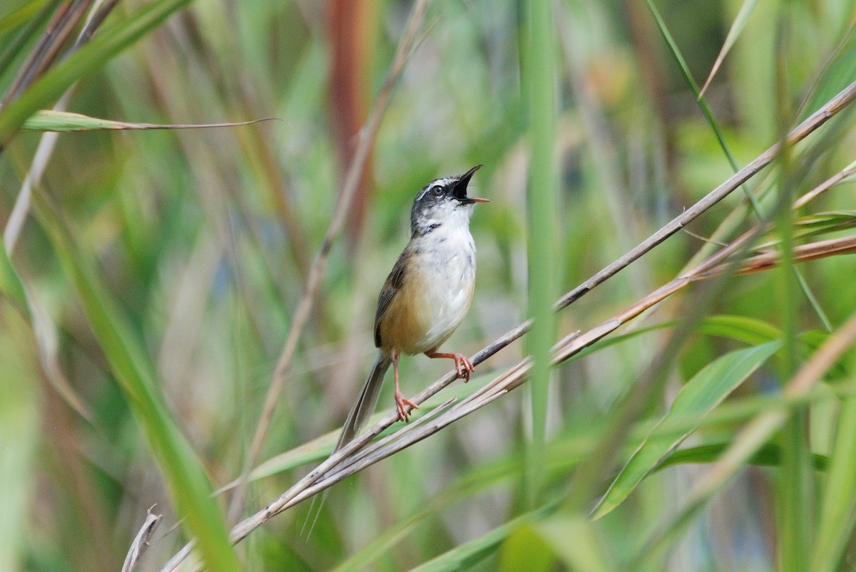 Hill Prinia - ML176468601