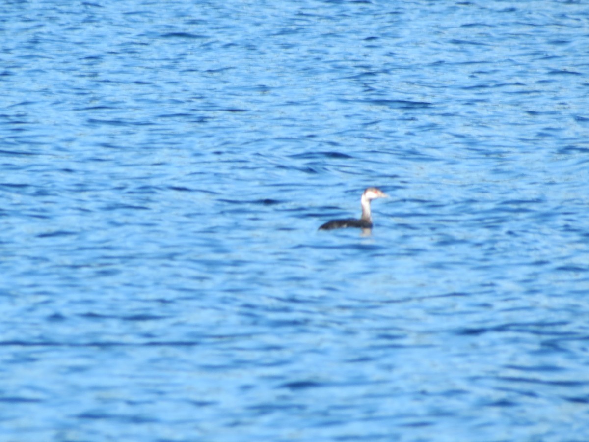 Horned Grebe - ML176468781