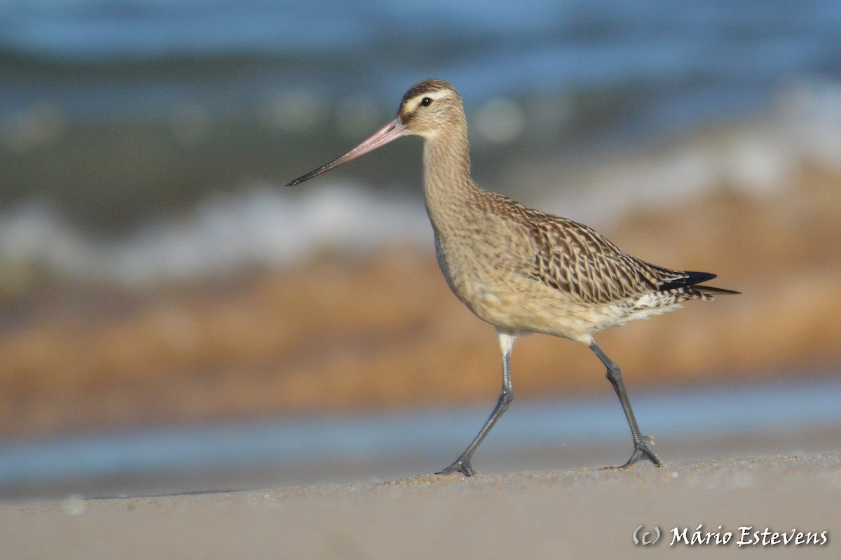 Bar-tailed Godwit - ML176468841