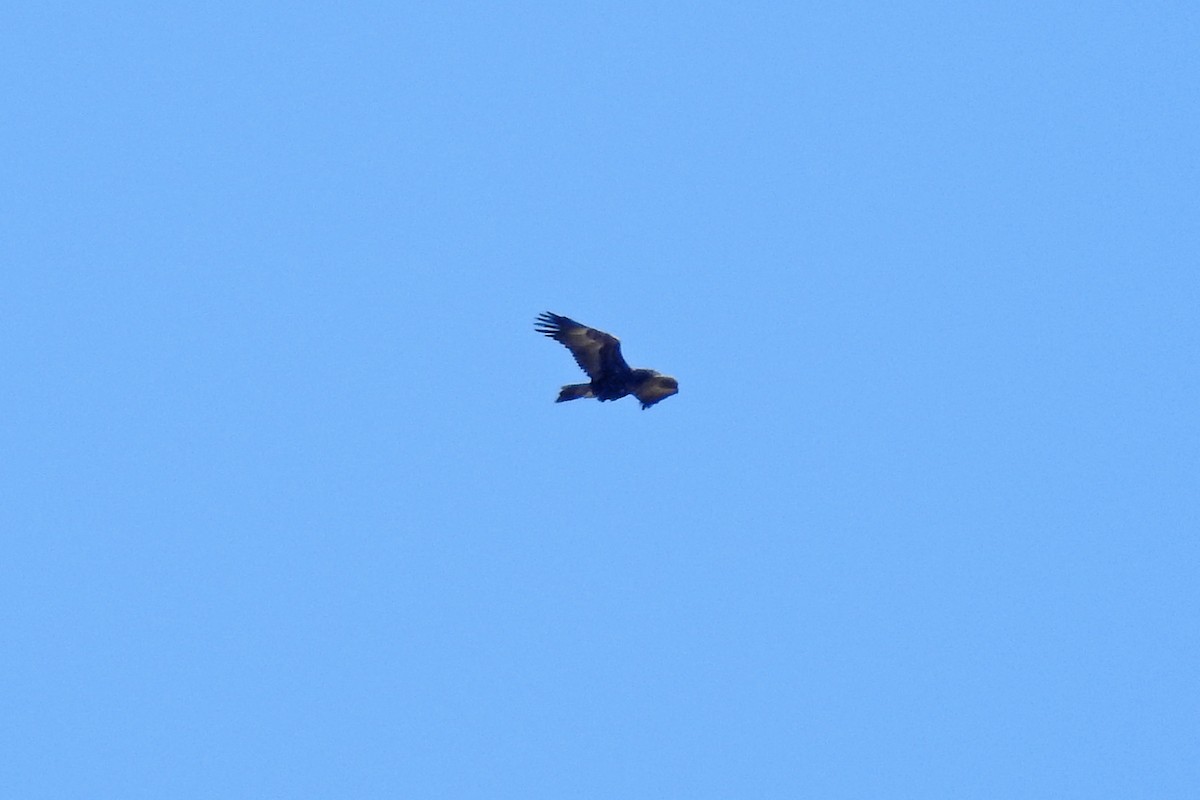 Wedge-tailed Eagle - Deb & Rod R