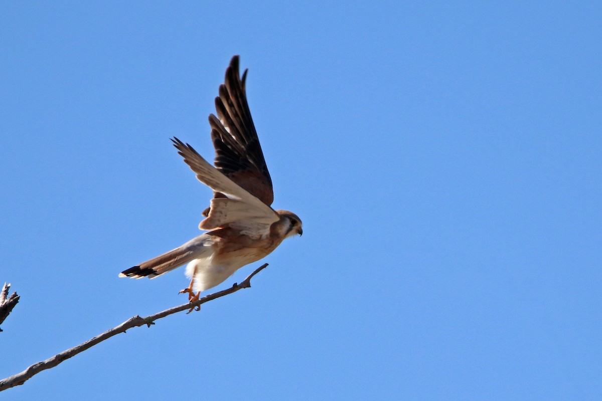 Nankeen Kestrel - Deb & Rod R